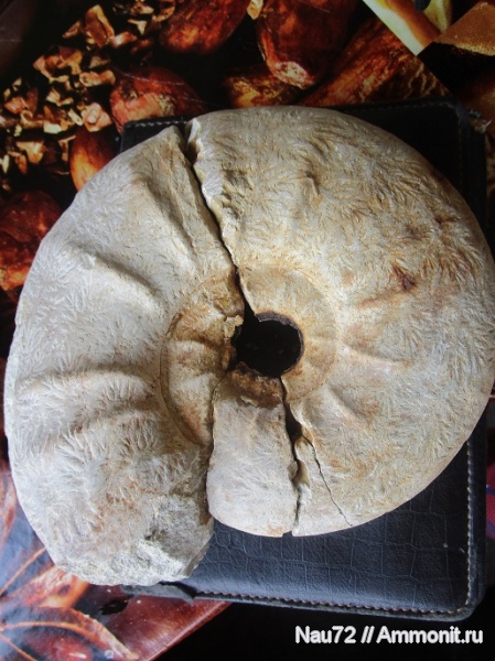 аммониты, маастрихт, Крым, верхний мел, Pachydiscus