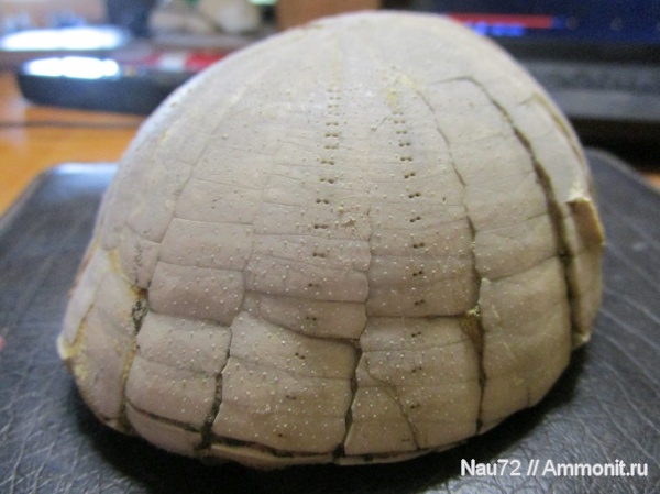 Крым, верхний мел, Echinocorys, ежи