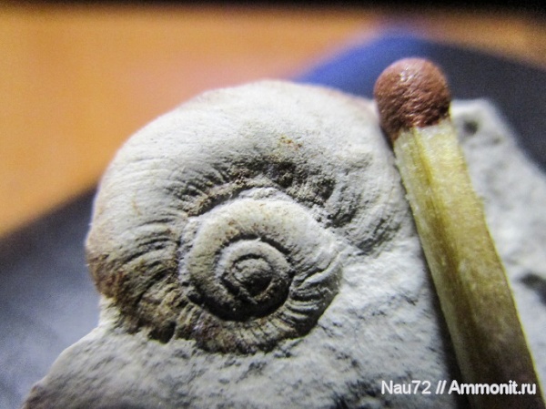 гастроподы, маастрихт, Крым, верхний мел