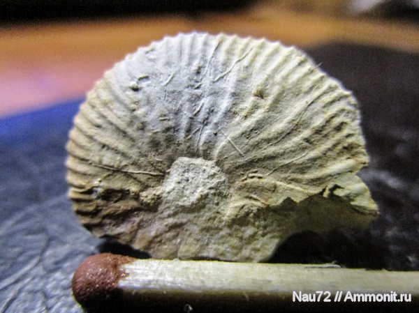 аммониты, маастрихт, Крым, верхний мел