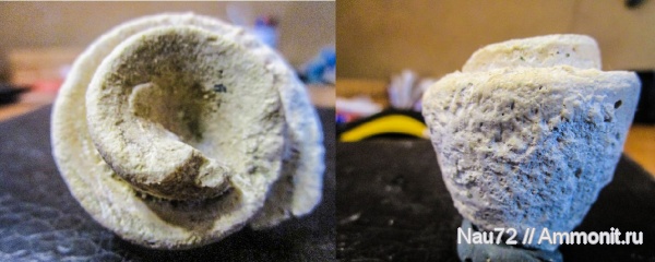 гастроподы, эоцен, Крым, Strombus