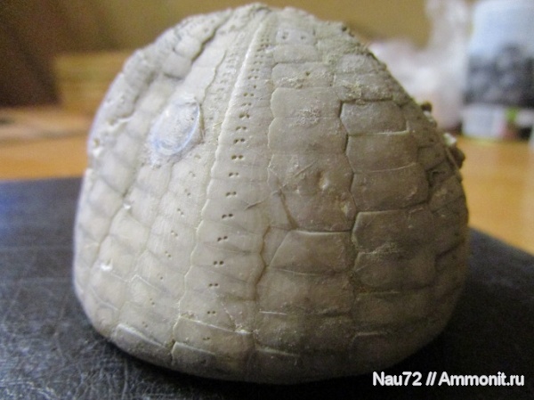 морские ежи, Крым, верхний мел, Echinocorys