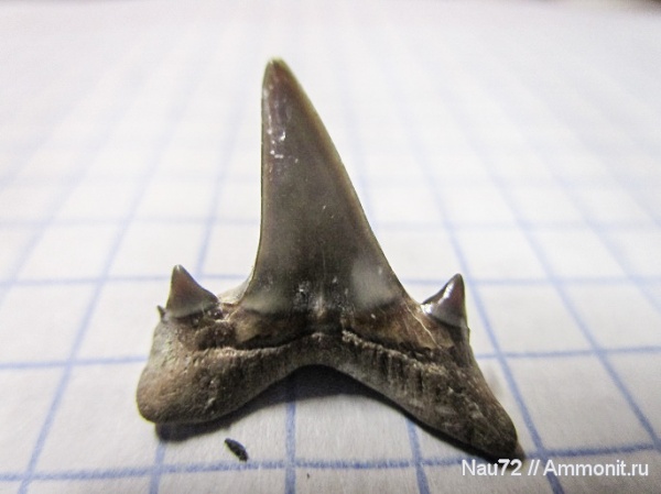 зубы, эоцен, акулы, Крым, Isurolamna affinis