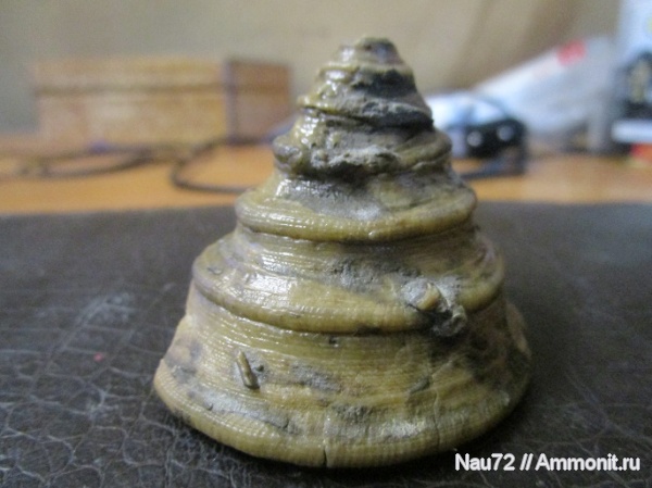 гастроподы, нижний мел, берриас, Крым