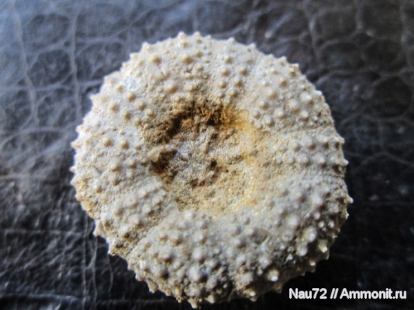 морские ежи, нижний мел, Крым, готерив, Phymosoma, ежи, нижний готерив, phymosоma