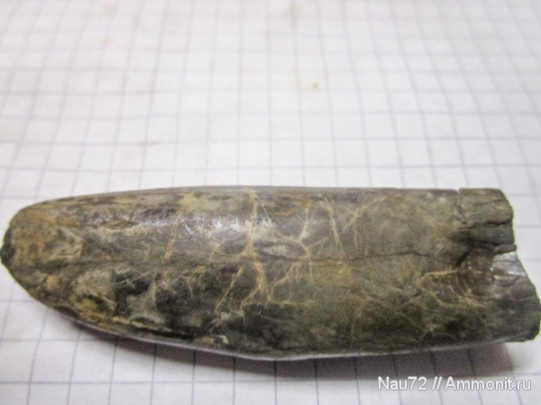 белемниты, нижний мел, Крым, апт, аптский ярус, прижизненные повреждения, Duvalia, Duvalia lata