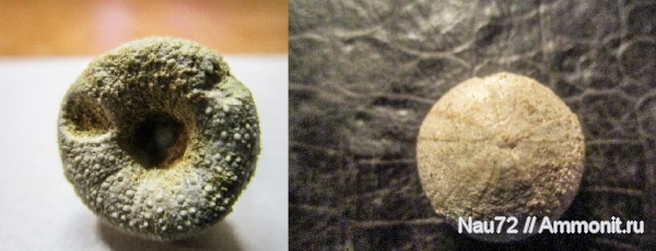 морские ежи, нижний мел, Крым, готерив, Discoidea karakaschi, Discoidea, нижний готерив