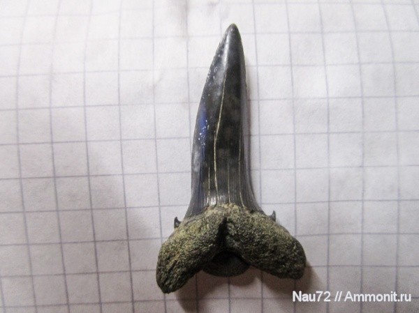 зубы, эоцен, акулы, Крым, Striatolamia, Striatolamia macrota