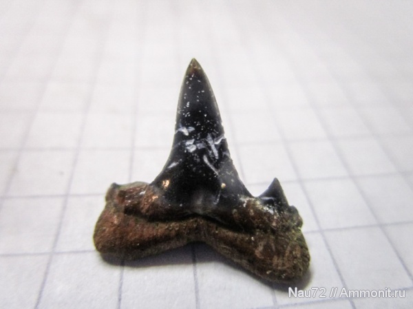 зубы, эоцен, акулы, Крым, Isurolamna affinis