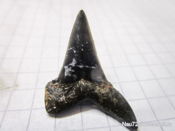 эоцен, акулы, Крым, Macrorhizodus, Macrorhizodus praecursor