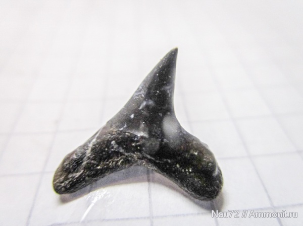 зубы, эоцен, акулы, Крым, Alopias