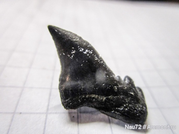 зубы, эоцен, акулы, Крым