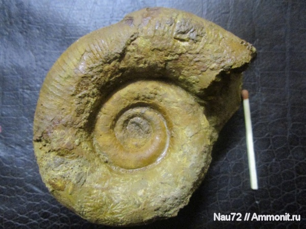 аммониты, нижний мел, Крым, баррем, Biasaloceras, нижний баррем, Biasaloceras subsequens