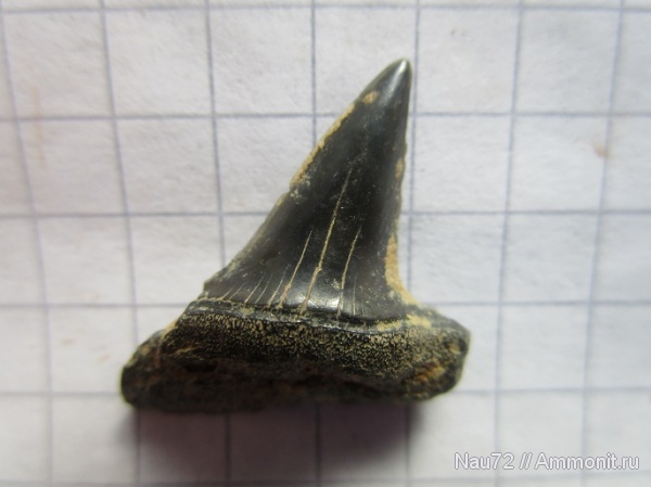 палеоген, зубы, эоцен, акулы, Крым, Macrorhizodus