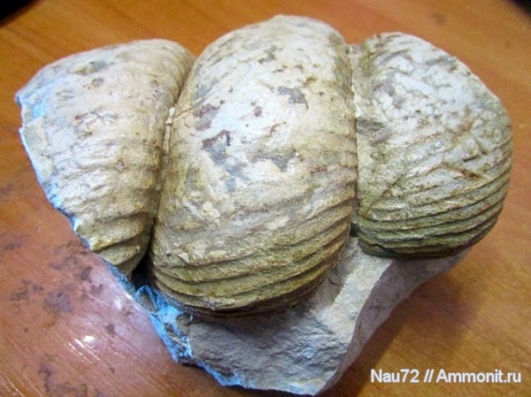 аммониты, гетероморфные аммониты, Крым, верхний мел, кампан, верхний кампан, Bostrychoceras, Bostrychoceras polyplocum