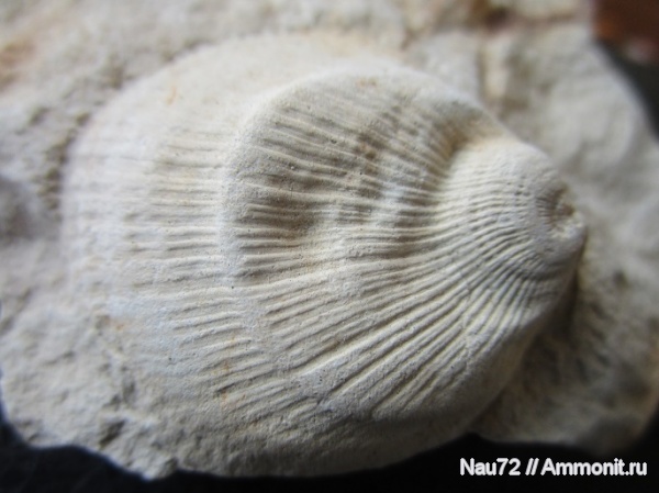 двустворчатые моллюски, маастрихт, Крым, верхний мел, Spondylus, Spondylus truncatus