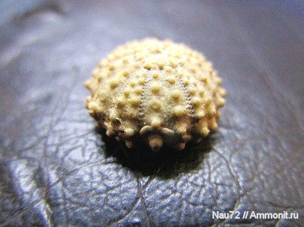 морские ежи Крыма