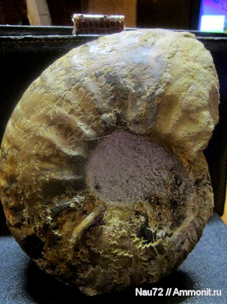 аммониты, нижний мел, берриас, Крым, неоком