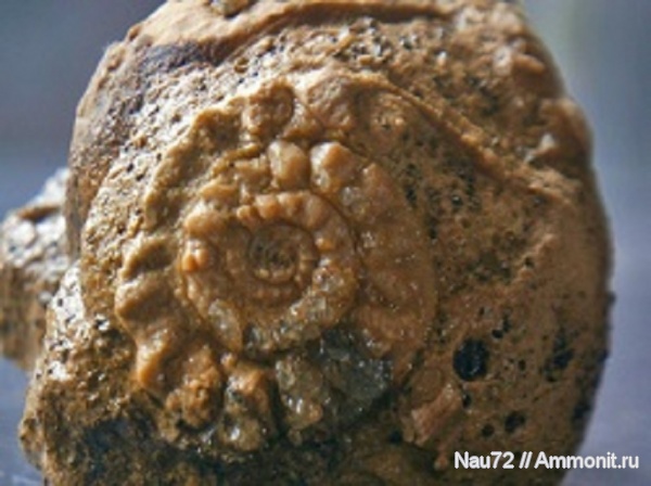 гастроподы, нижний мел, Крым, баррем, нижний баррем