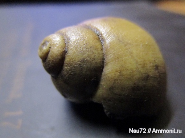 гастроподы, нижний мел, берриас, Крым, Ampullospira, Ampullospira cossmanni, свита бечку