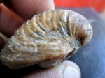 двустворчатый моллюск Sphaera belbekensis