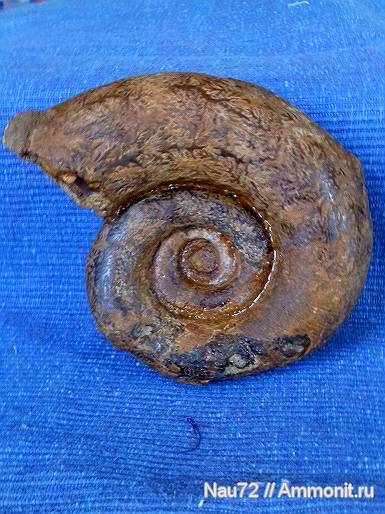 аммониты, нижний мел, Крым, готерив, Biasaloceras, Biasaloceras sauclum, верхний готерив