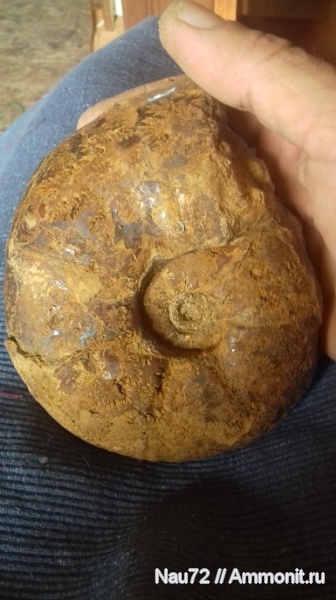 аммониты, нижний мел, Крым, готерив, Valdedorsella, верхний готерив