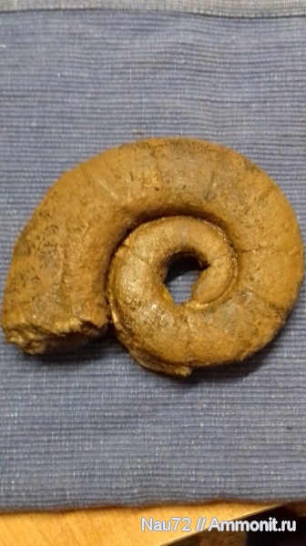 аммониты, нижний мел, Крым, готерив, верхний готерив