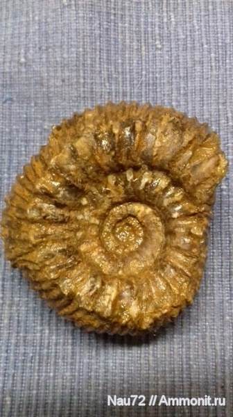 аммониты, нижний мел, Крым, готерив, Simbirskites, верхний готерив