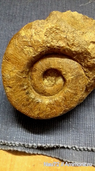 аммониты, нижний мел, Крым, готерив, Pseudothurmannia angulicostata