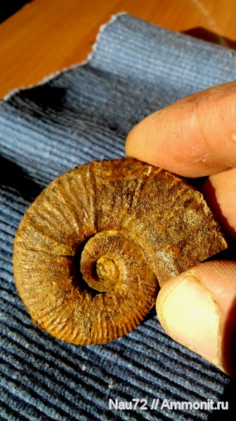 аммониты, нижний мел, Крым, готерив