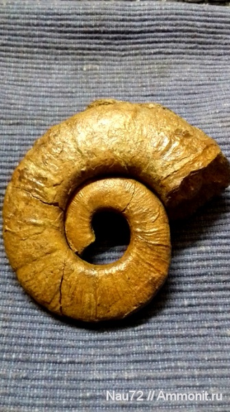 аммониты, нижний мел, Крым, готерив, Pseudothurmannia