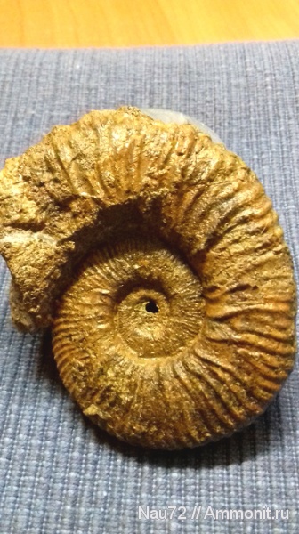 аммониты, нижний мел, Крым, готерив, верхний готерив