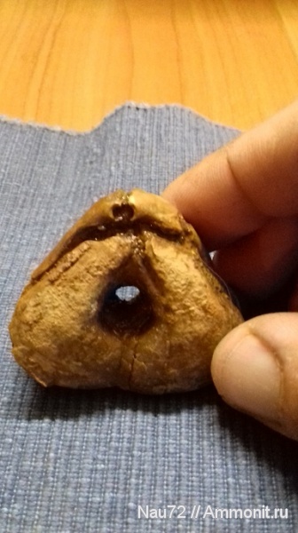 брахиоподы, нижний мел, Крым, баррем, нижний баррем, Pygope janitor, Pygope