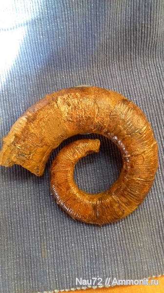 аммониты, гетероморфные аммониты, нижний мел, Крым, готерив, Crioceratites, верхний готерив