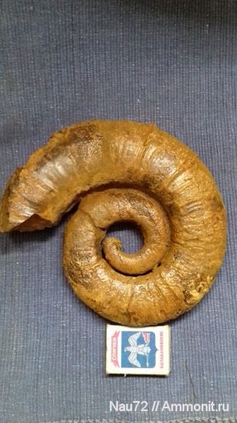 аммониты, нижний мел, Крым, готерив, Pseudothurmannia, верхний готерив