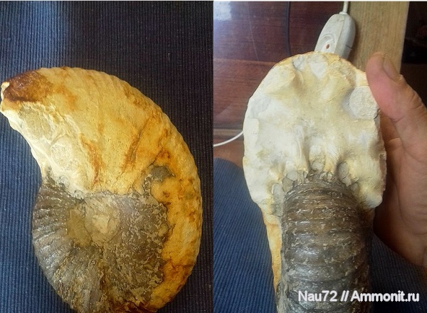 аммониты, Крым, верхний мел