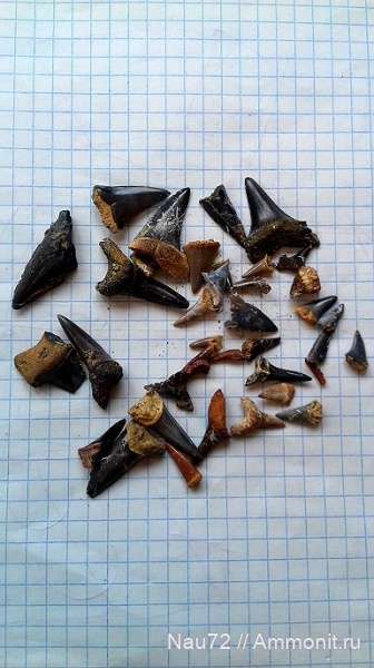 зубы, эоцен, акулы, Крым