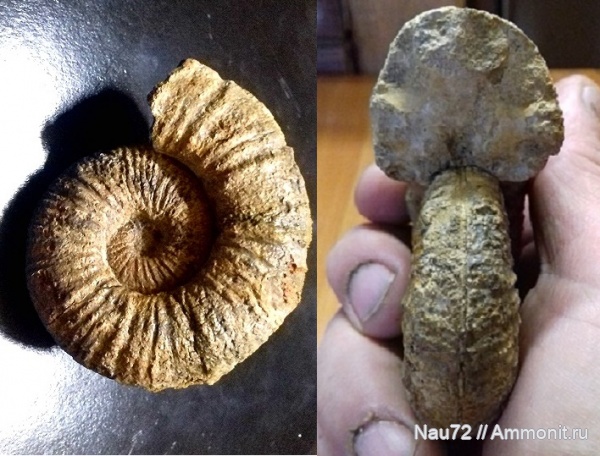 аммониты, нижний мел, Крым, нижний готерив, верхний валанжин