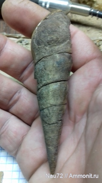 гастроподы, нижний мел, Крым, берриасский ярус