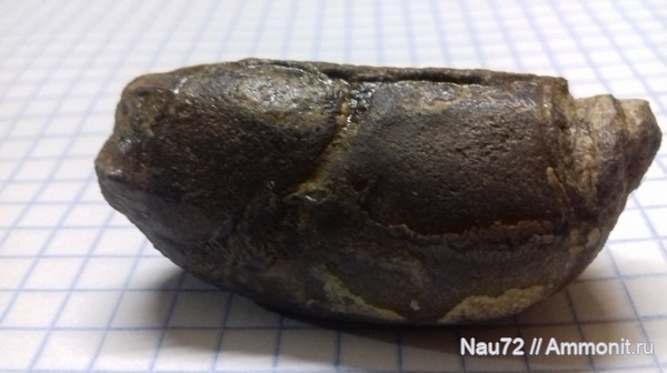 членистоногие, раки, нижний мел, Крым, валанжин, Hoploparia, нижний готерив, Hoploparia dentata