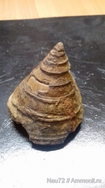 гастроподы, нижний мел, Крым, готерив, баррем, Pleurotomaria karakaschi