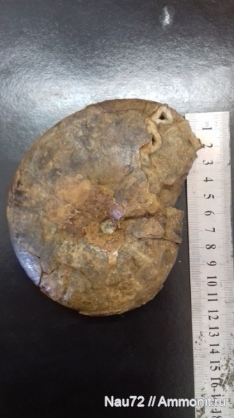 аммониты, головоногие моллюски, нижний мел, Крым, готерив, баррем, Euphylloceras ponticuli