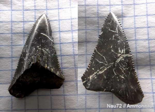 зубы, эоцен, акулы, Крым, Carcharocles auriculatus, лютет