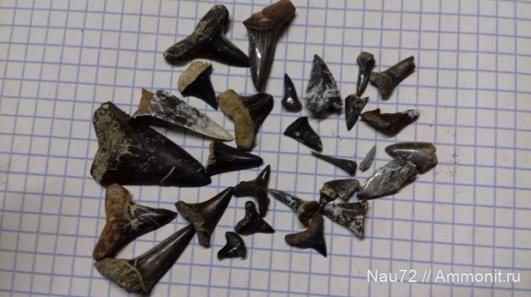 зубы, эоцен, акулы, Крым, лютет