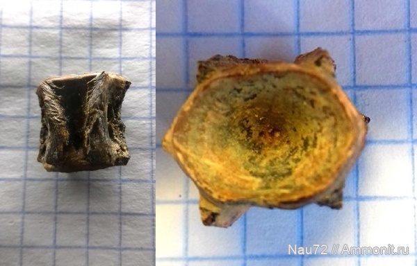 рыбы, эоцен, Крым, позвонки, позвонки рыб, костные рыбы, лютет