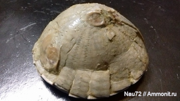 морские ежи, маастрихт, Крым, верхний мел, Echinocorys