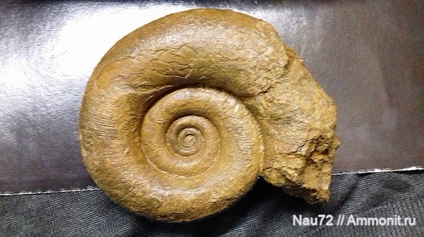 нижний мел, Крым, Biasaloceras, верхний готерив