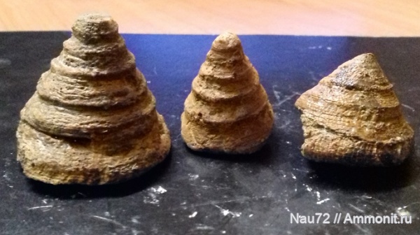 гастроподы, нижний мел, Крым, готерив