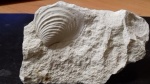 Inoceramus Inoceramus